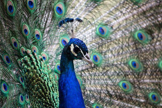 Dierentuin van Helsinki